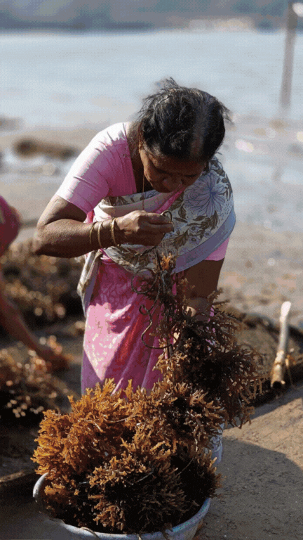 Products made from seaweed