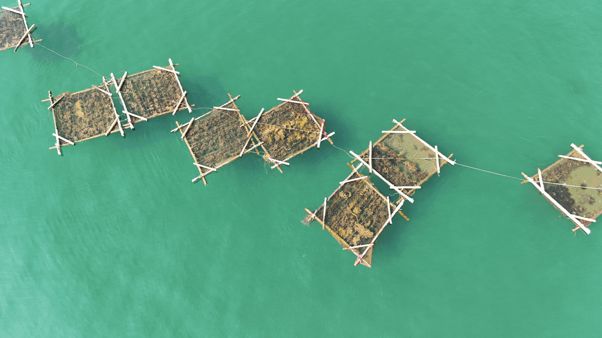 Seaweed farming by coastal communities