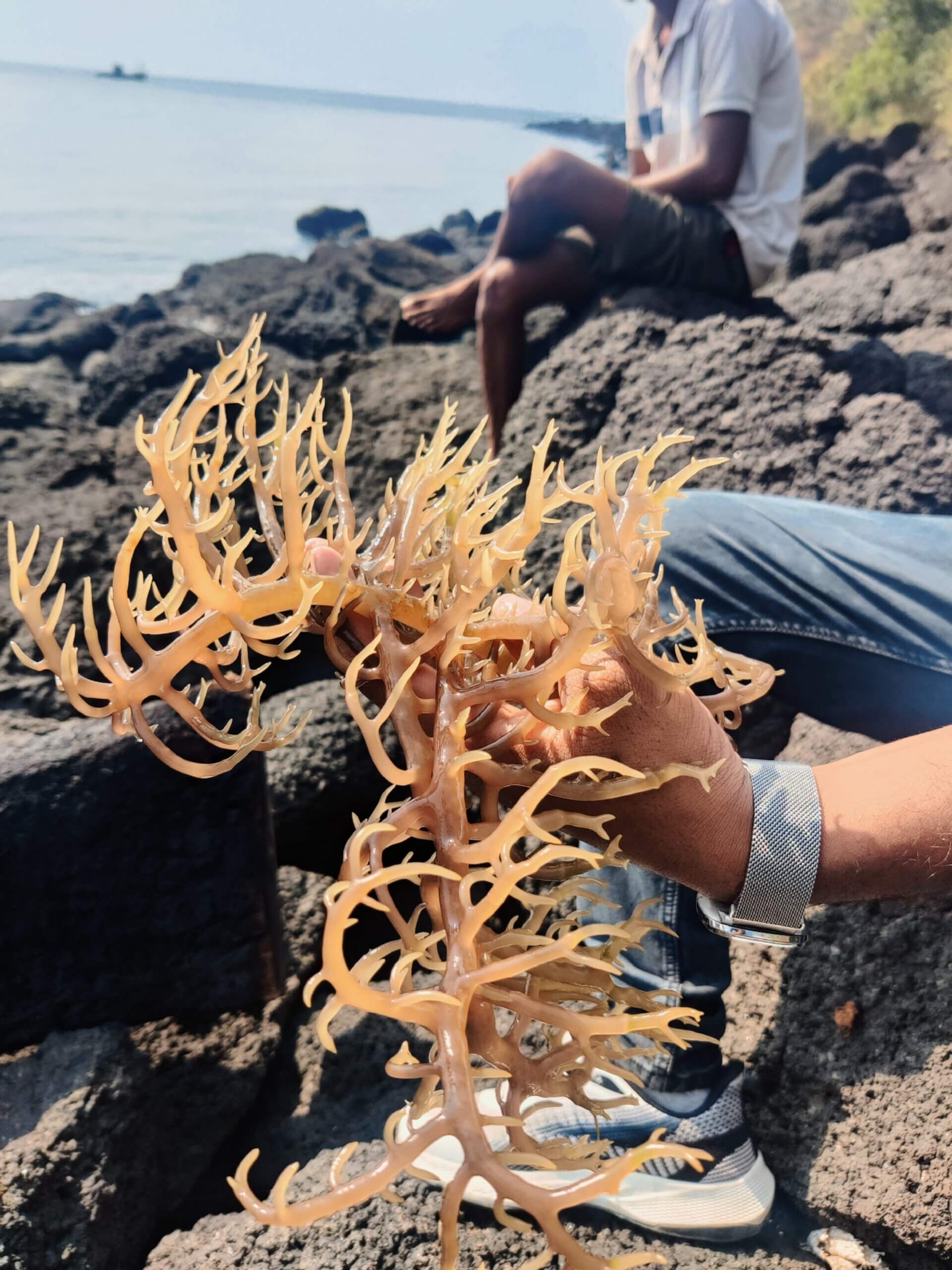 Products made from seaweed